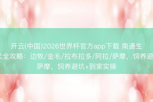 开云(中国)2026世界杯官方app下载 南通生手养中大型犬全攻略:边牧/金毛/拉布拉多/阿拉/萨摩,饲养避坑+到家实操